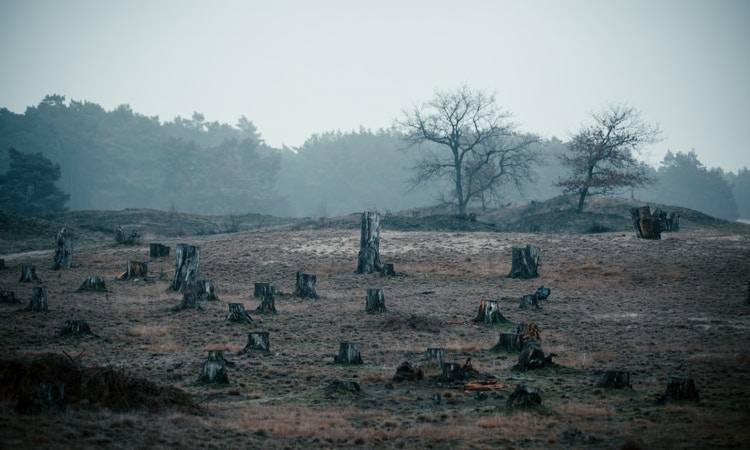 Normativa UE deforestazione